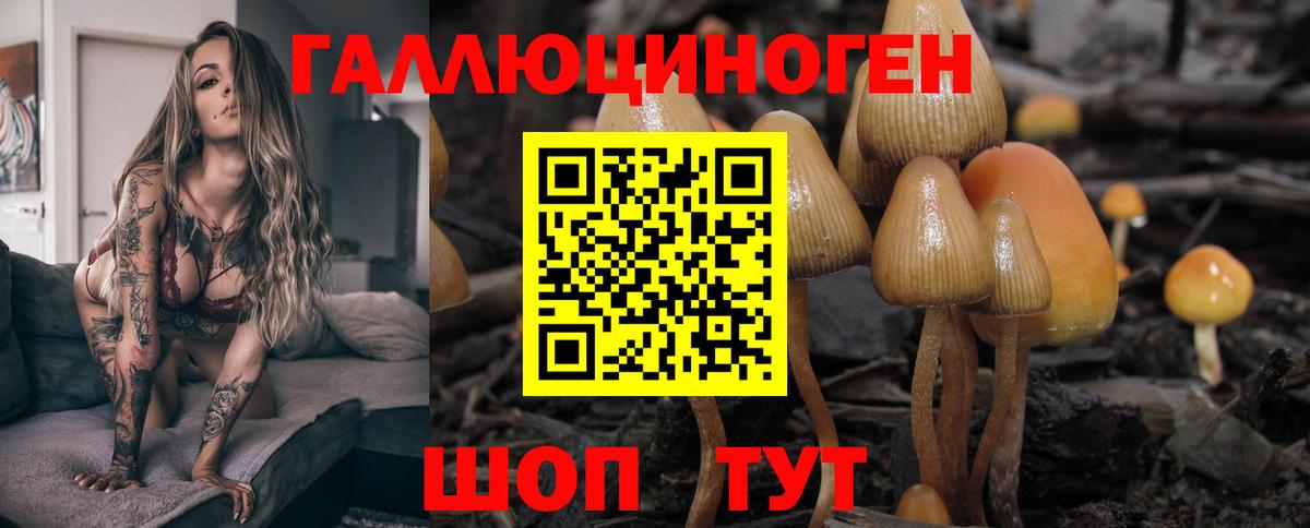 купить  сайты  Вход с VPN  Зеленогорск  Галлюциногенные грибы Cubensis 